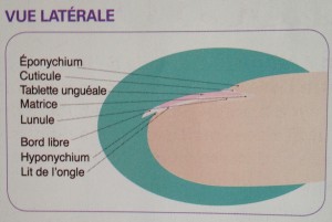 Structure de l'ongle ( vue latérale)