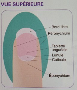 Structure de l'ongle ( vue supérieure)